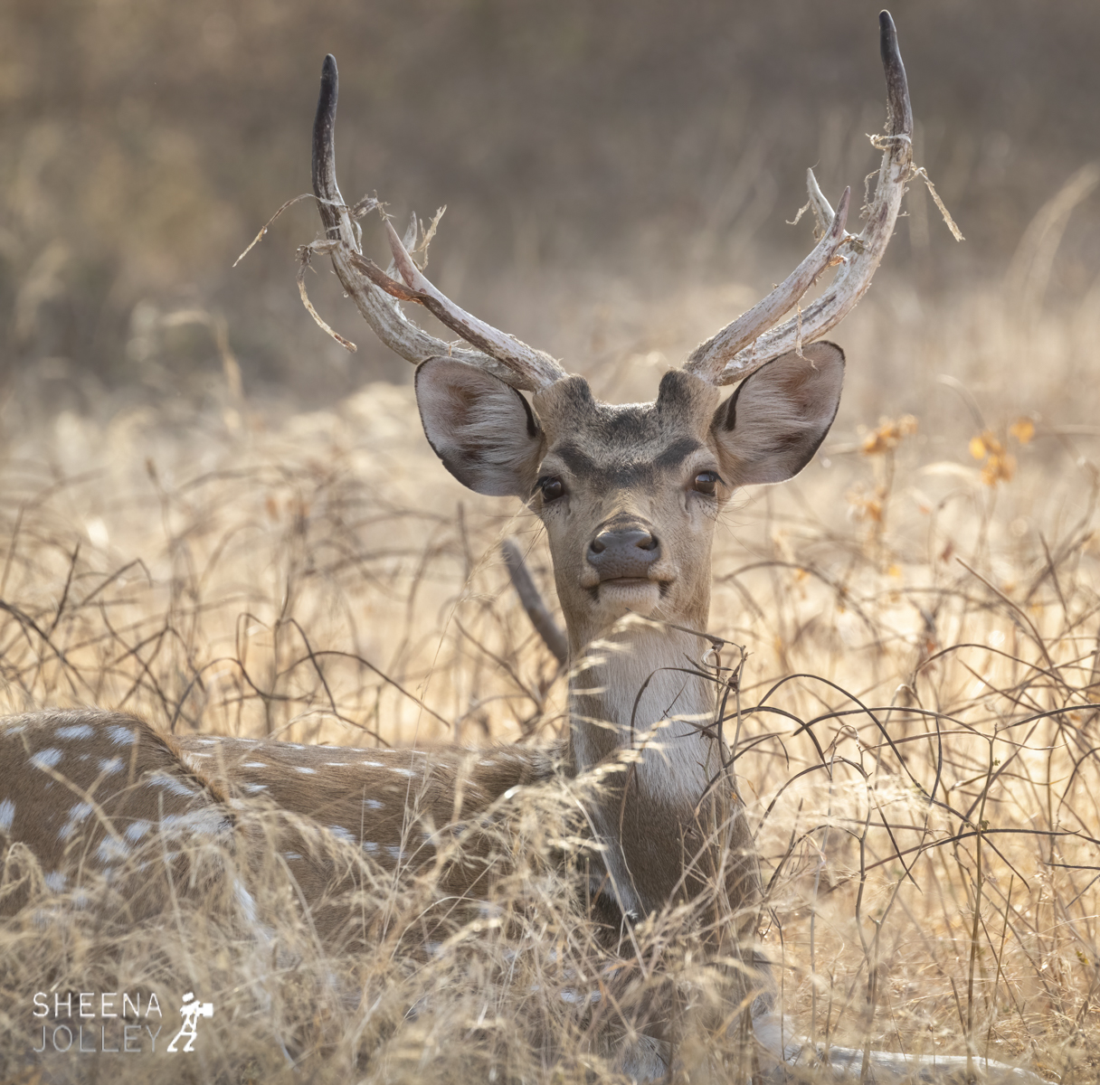 Mature male Spotted deer, or Chital.jpg - India